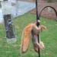 squirrel