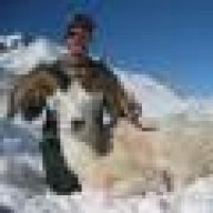 dallsheep