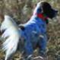 llewellinsetter