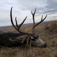 Muley Buck