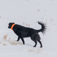 flatcoat