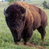 BuffaloHUnter