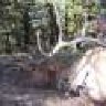 MTBowhunter