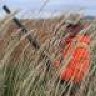 Prairie Hawk