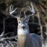 Whitetailhunter96