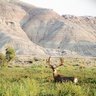 BackCountryMulies