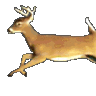 B0whunter