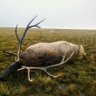 Elk Assassin