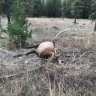 OreIdaElk