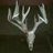 whitetailfreak