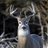 Whitetailhunter96