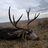 Muley Buck