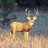MuleyBum