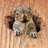 mogwai