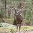 GreenMtnBoy708