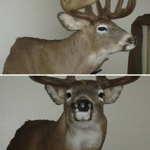 2006 Whitetail