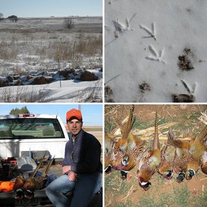 Pheasant Hunt Pics