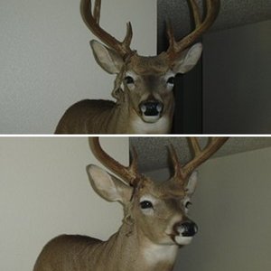 2005 Archery Buck