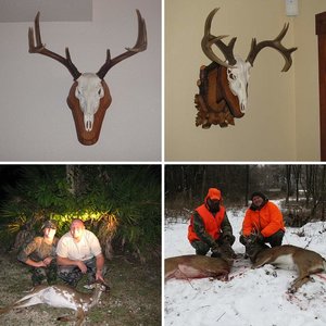 Whitetails