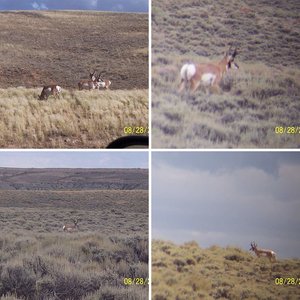 Antelope Scoutng 2010