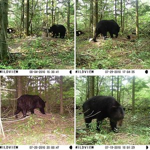 Barron Cty Wi Bears