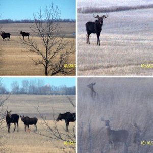 Animal Pictures