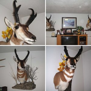 Antelope Mounts