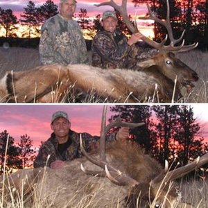 Montana Elk 2009