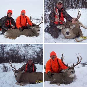 North Dakota Mule Deer 2009