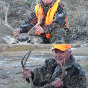 Colorado Mule Deer