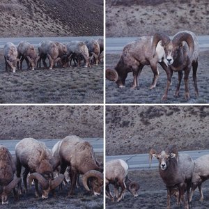sheep