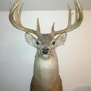 dads deer