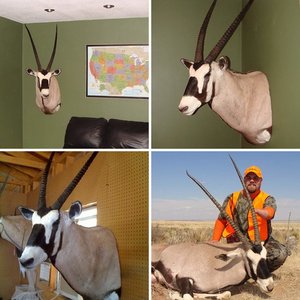 2009 New Mexico Oryx