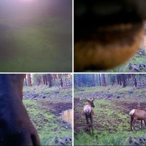 First trail cam