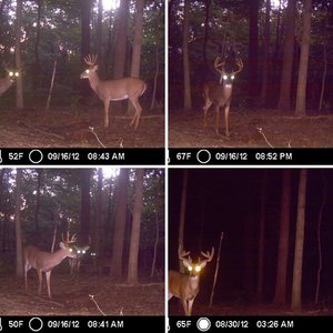 2012trail cam pics/ 2011 Bucks taken