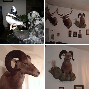 Taxidermy