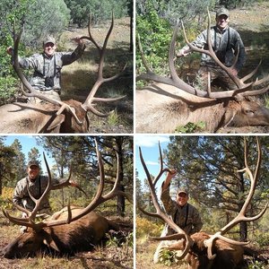 2011 New Mexico Bull Elk