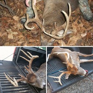 2012 Deer taken . . . .