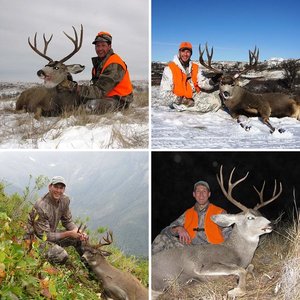 Mule Deer/Blacktails