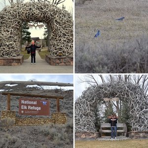 Trip to National Elk Refuge in Jackson, WY