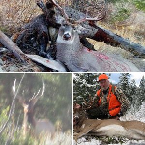 2012 Whitetail