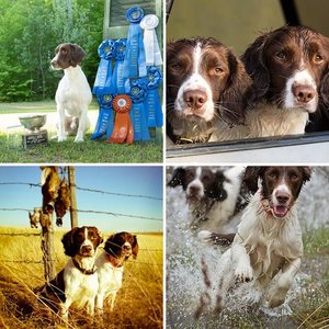 Bird Dogs