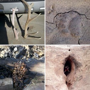 Elk Scouting Photos