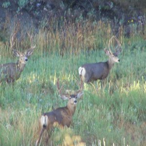 early morning muleys