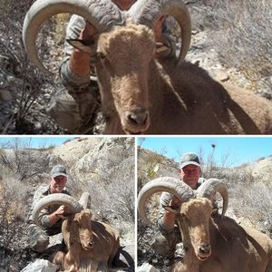 West Texas Aoudad