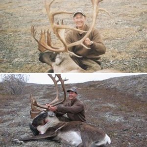 Caribou