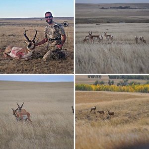 antelope 2014