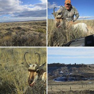 Wyoming Antelope