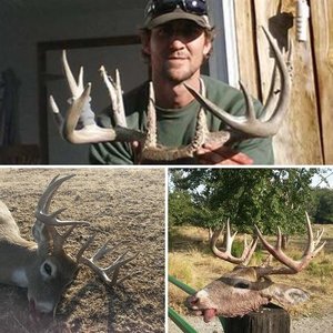 2014 Oregon Buck