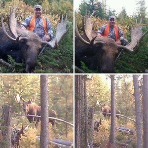 Montana Moose 2012 Super Tag